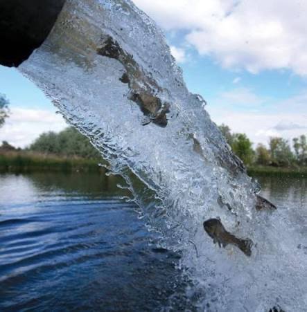 New fish pouring from a stocking pipe into a lake