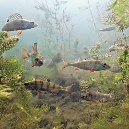 Healthy fish swimming among underwater plants