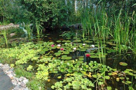 A healthy pond with lily pads and reeds